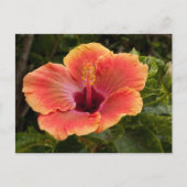 Hybride Hibiscus Briefkaart (Voorkant)