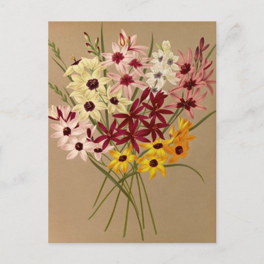 Hybride Ixias door Arentina Hendrica Arendsen Briefkaart (Voorkant)