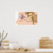 Hybride klier en Poster met optische chiasmen (Keuken)