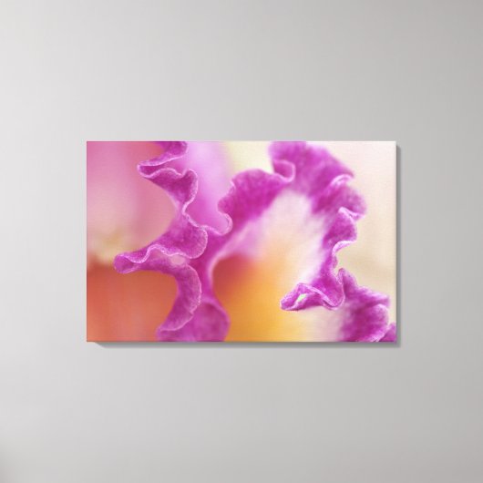 Hybride orchidee close-up, Delray Beach, Florida Canvas Afdruk (Voorkant)