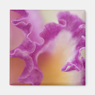 Hybride orchidee close-up, Delray Beach, Florida Magneet