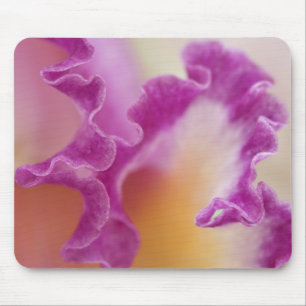Hybride orchidee close-up, Delray Beach, Florida Muismat