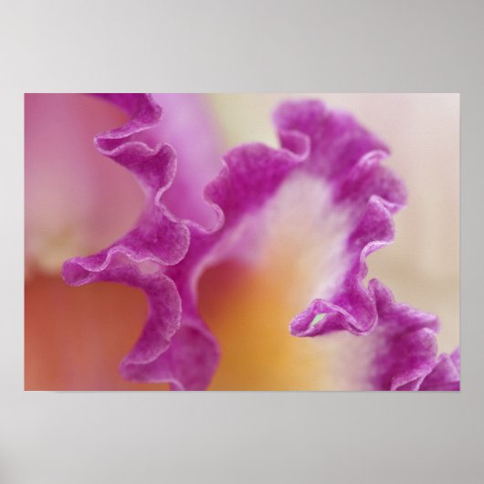 Hybride orchidee close-up, Delray Beach, Florida Poster (Voorkant)