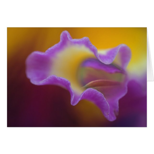 Hybride orchidee, Florida (Voorkant Horizontaal)