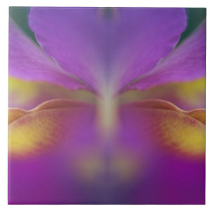 Hybride orchidee, Florida 2 Tegeltje