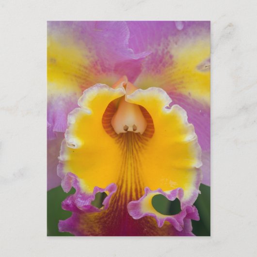 Hybride orchidee, Florida Briefkaart (Voorkant)