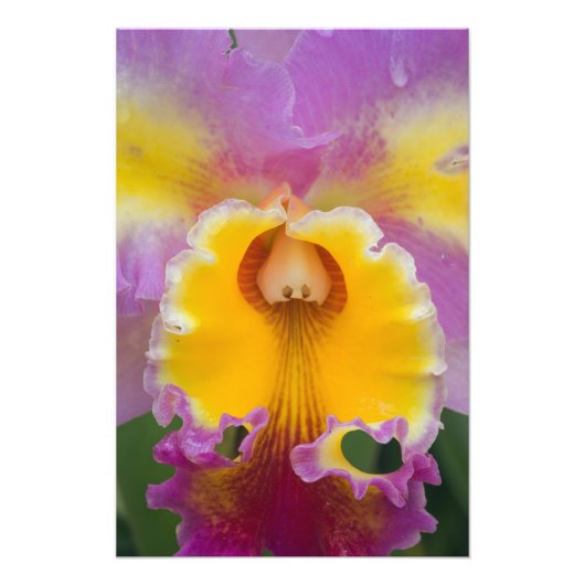 Hybride orchidee, Florida Foto Afdruk (Voorkant)
