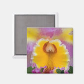 Hybride orchidee, Florida Magneet (Voorkant / Achterkant)