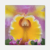 Hybride orchidee, Florida Magneet (Voorkant)