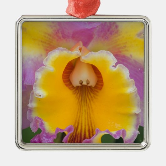 Hybride orchidee, Florida Metalen Ornament (Voorkant)