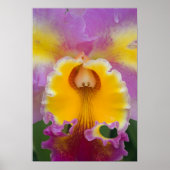 Hybride orchidee, Florida Poster (Voorkant)