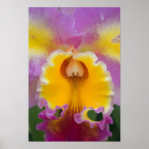 Hybride orchidee, Florida Poster