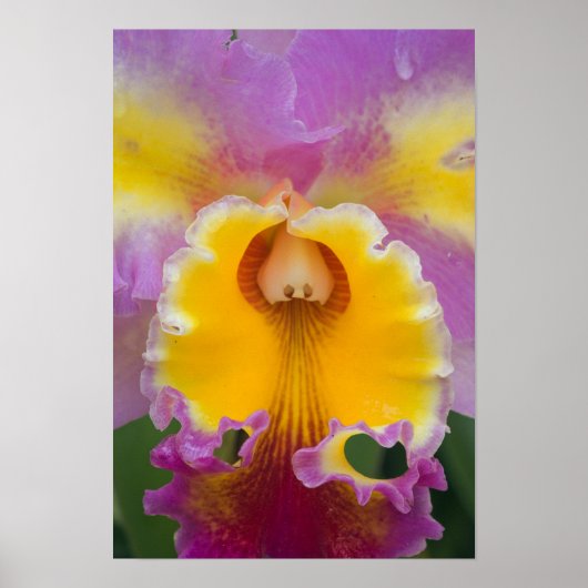 Hybride orchidee, Florida Poster (Voorkant)