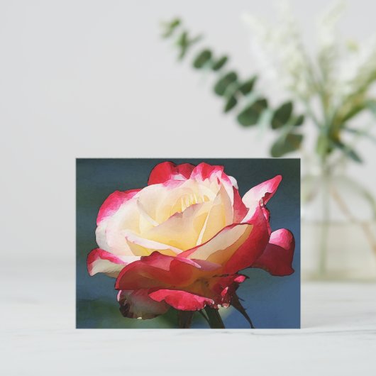 hybride roos van de "Dubbele Delight" thee Briefkaart (Staand voorkant)