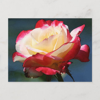 hybride roos van de "Dubbele Delight" thee Briefkaart