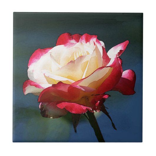 hybride roos van de "Dubbele Delight" thee Tegeltje (Voorkant)