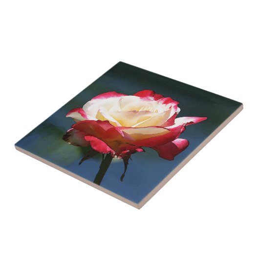 hybride roos van de "Dubbele Delight" thee Tegeltje (Zijkant)