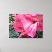 Hybride Tea Roos Barbara Struik op Canvas (Voorkant)