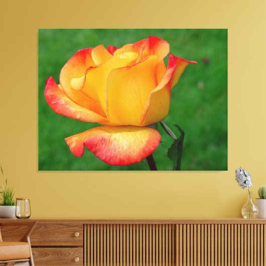 Hybride Tea Roos Rio Samba op Canvas (Insitu (Woonkamer))