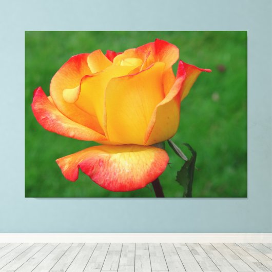 Hybride Tea Roos Rio Samba op Canvas (Insitu (Houten vloer))