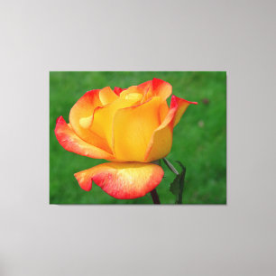 Hybride thee Roos Rio Samba op Canvas Afdruk