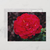 Hybride theewijn Roos "Mister Lincoln" Witte bloem Briefkaart (Voorkant / Achterkant)