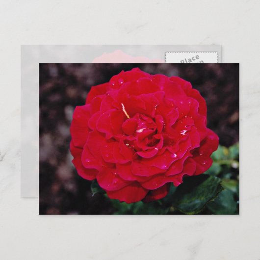 Hybride theewijn Roos "Mister Lincoln" Witte bloem Briefkaart (Voorkant / Achterkant)