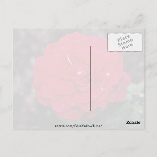 Hybride theewijn Roos "Mister Lincoln" Witte bloem Briefkaart (Achterkant)