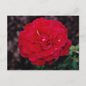 Hybride theewijn Roos "Mister Lincoln" Witte bloem Briefkaart (Voorkant)