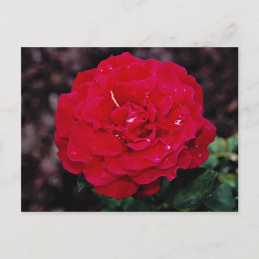 Hybride theewijn Roos "Mister Lincoln" Witte bloem Briefkaart (Voorkant)