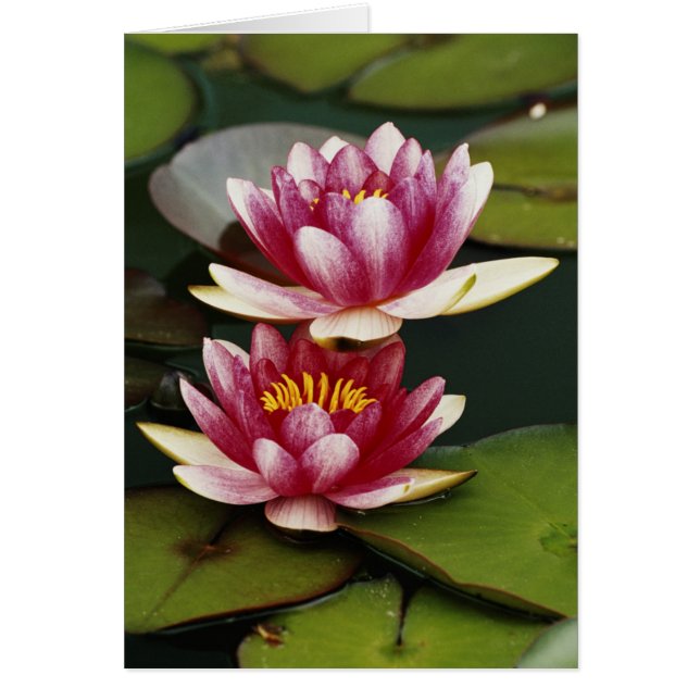 Hybride waterlelies (Voorkant)