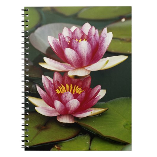 Hybride waterlelies notitieboek (Voorkant)