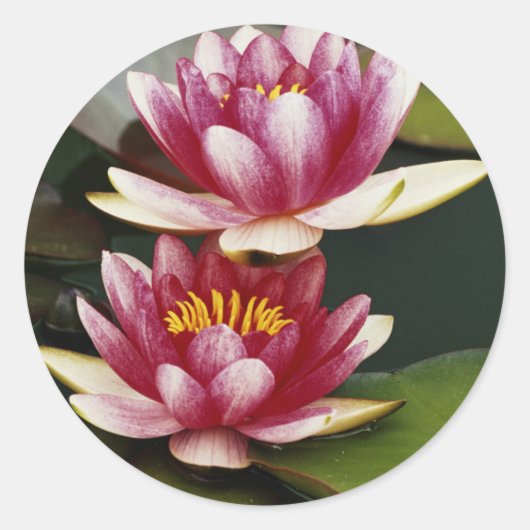 Hybride waterlelies ronde sticker (Voorkant)