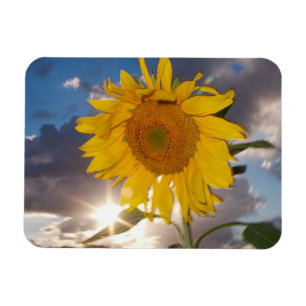 Hybride zonnebloem die bij zonsondergang in de win magneet