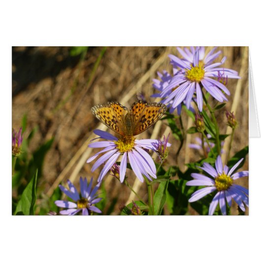 Hydaspe Fritillary op paarse Aster bloemen (Voorkant Horizontaal)