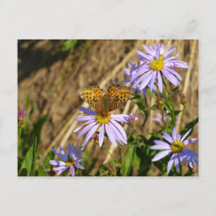 Hydaspe Fritillary op paarse Aster bloemen Briefkaart