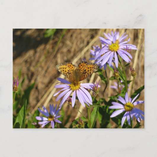 Hydaspe Fritillary op paarse Aster bloemen Briefkaart (Voorkant)