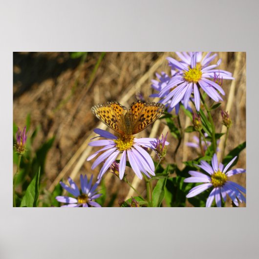 Hydaspe Fritillary op paarse Aster bloemen Poster (Voorkant)