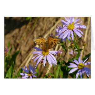 Hydaspe Fritillary op Paarse Aster Flowers