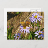 Hydaspe Fritillary op Paarse Aster Flowers Briefkaart (Voorkant / Achterkant)