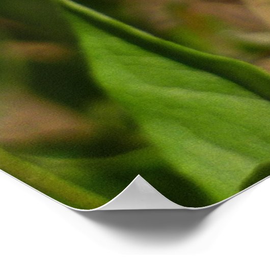 Hydaspe Fritillary op Paarse Aster Flowers Poster (Hoek)