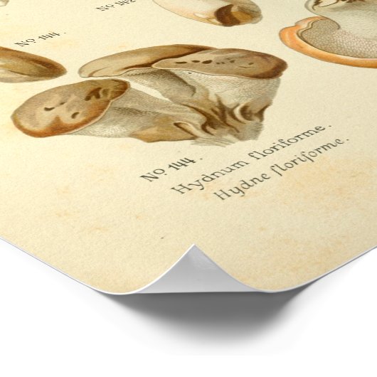  Hydnum Brown-paddenstoelen Kunst drukken Frans Poster (Hoek)