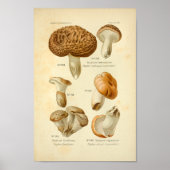  Hydnum Brown-paddenstoelen Kunst drukken Frans Poster (Voorkant)