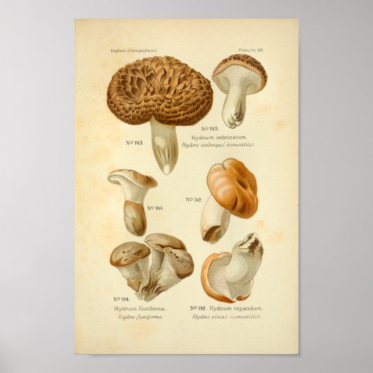 Hydnum Brown-paddenstoelen Kunst drukken Frans Poster (Voorkant)