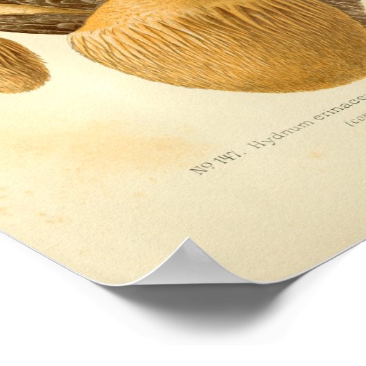 Hydnum Brown-paddenstoelen Kunst drukken Frans Poster (Hoek)