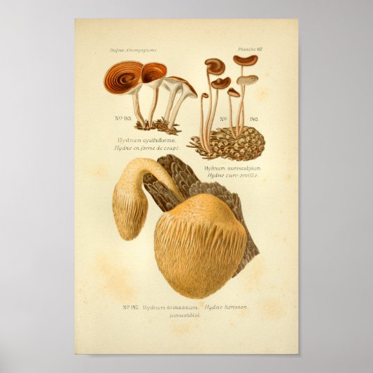 Hydnum Brown-paddenstoelen Kunst drukken Frans Poster (Voorkant)