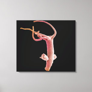 Hydra Littoralis Canvas Afdruk