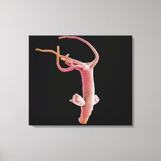 Hydra Littoralis Canvas Afdruk (Voorkant)