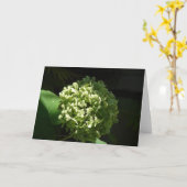 Hydrandgea Flower Kaart (Gele Bloem)