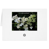 Hydrangea (Achterkant Horizontaal)